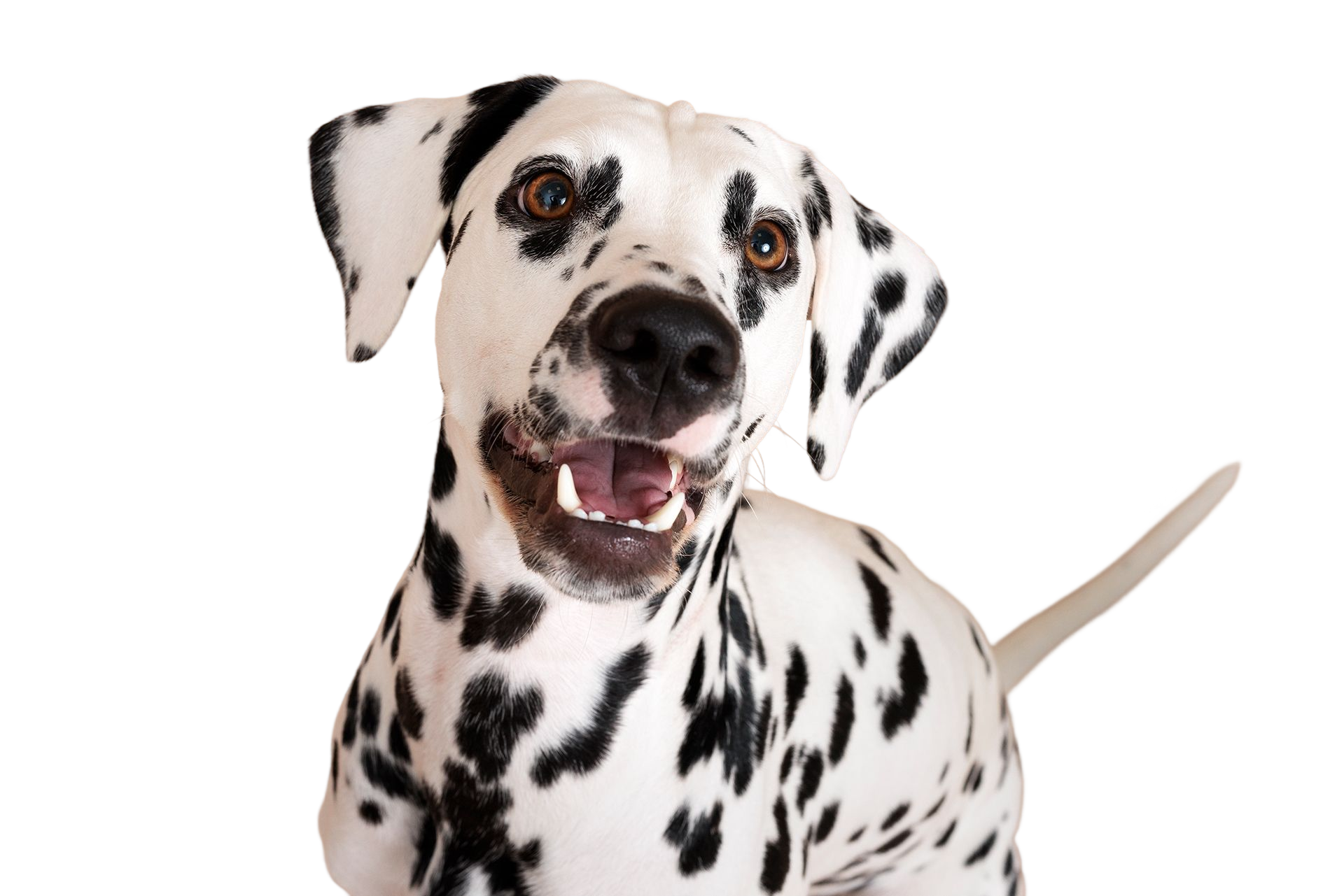 Happy dog showing Petsky treats